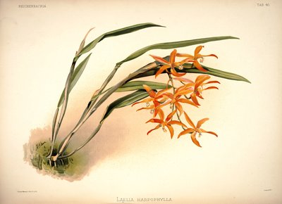 カトレアharpophylla 作： London H. Sotheran and Co.